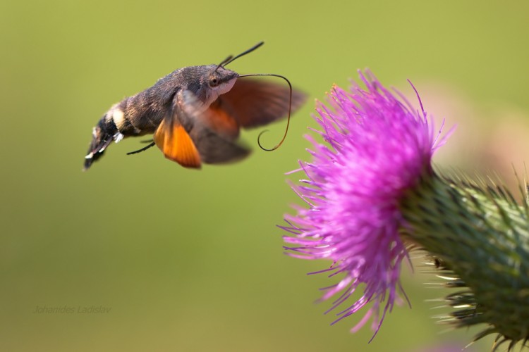 Macroglossum stellatarum