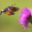 Macroglossum stellatarum