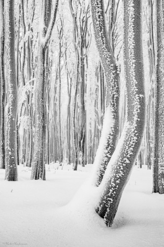 Dancing trees