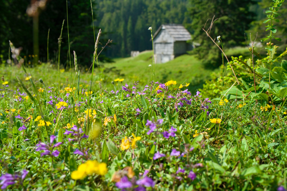 Planina Blato