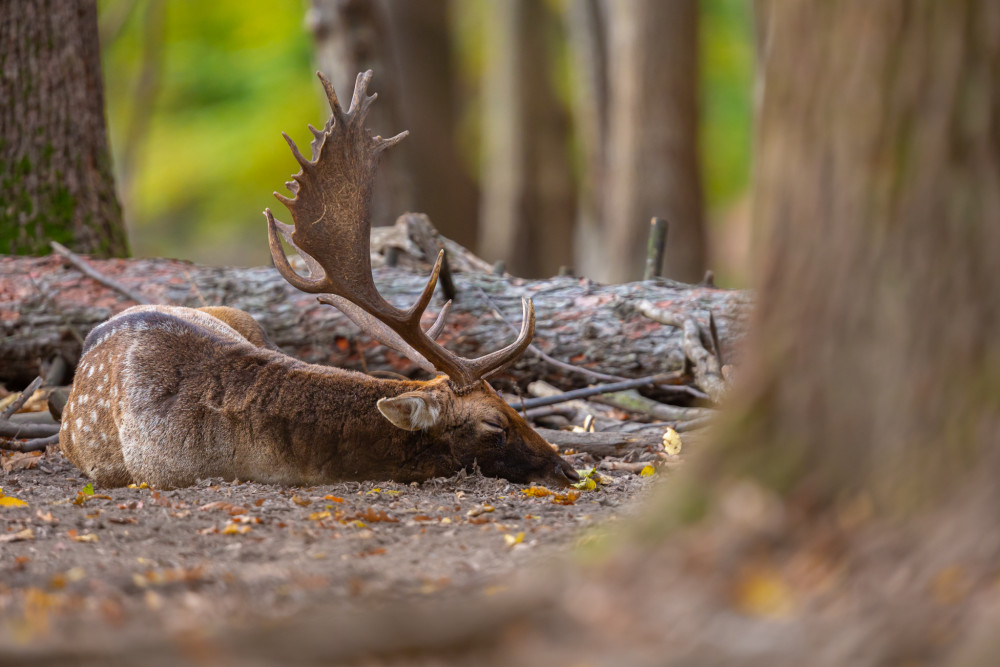 daniel škvrnitý, Fallow deer (Dama dama)