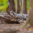 daniel škvrnitý, Fallow deer (Dama dama)