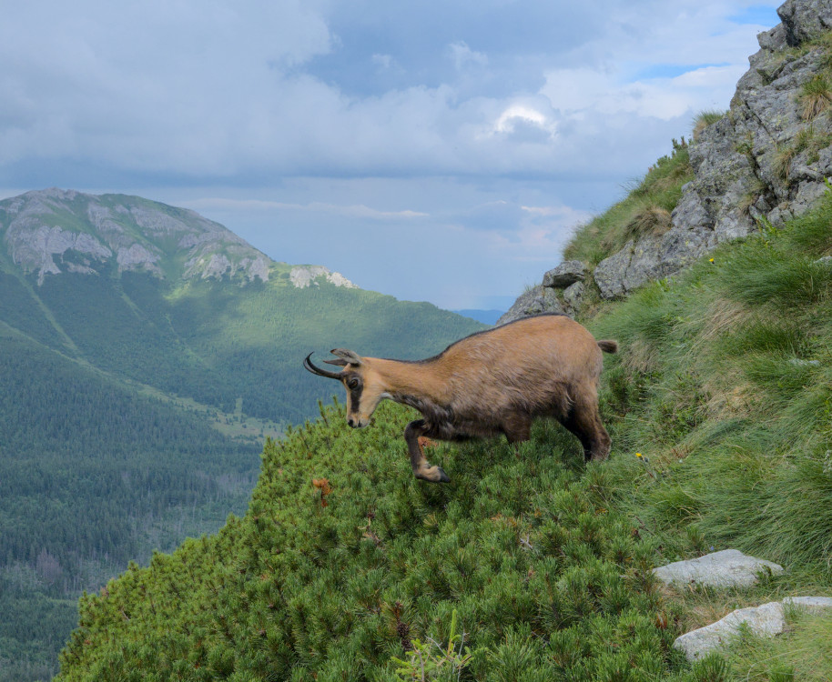 Kamzík nad Zelným plesom II