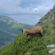 Kamzík nad Zelným plesom II