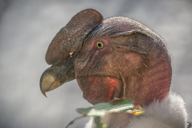Kondor veľký (Vultur gryphus)