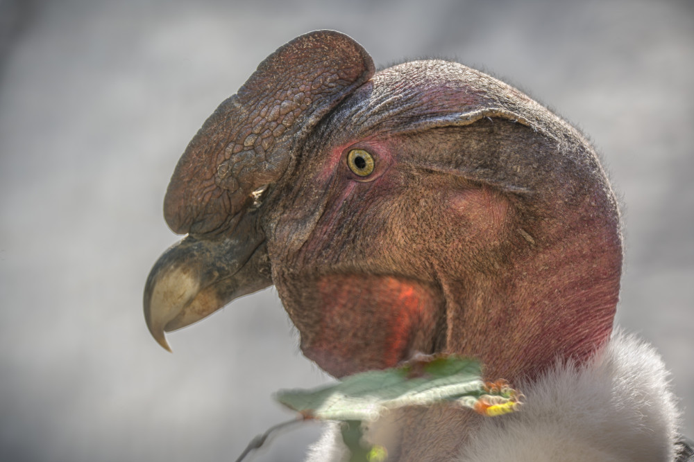 Kondor veľký (Vultur gryphus)