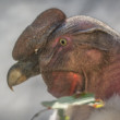 Kondor veľký (Vultur gryphus)