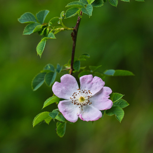 Rosa canina