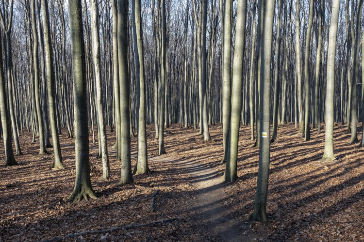 Cestou z Kršlenice na Čiernu skalu