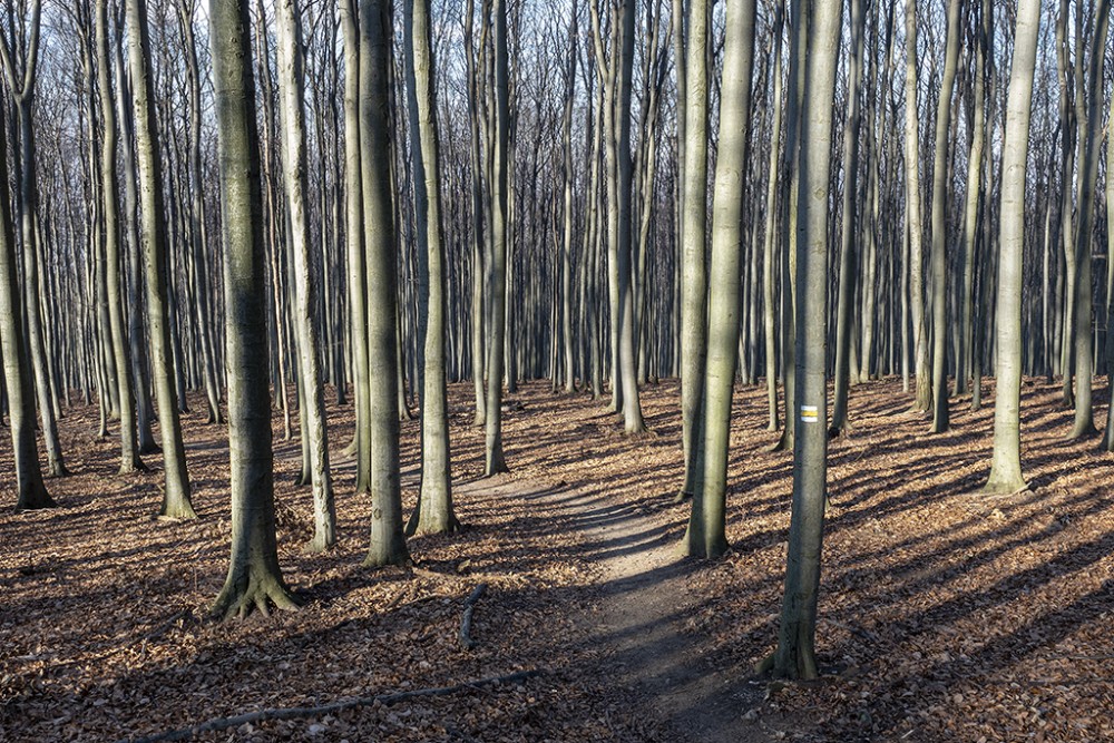 Cestou z Kršlenice na Čiernu skalu