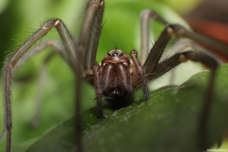 Tegenaria domestica