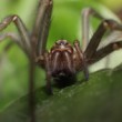 Tegenaria domestica