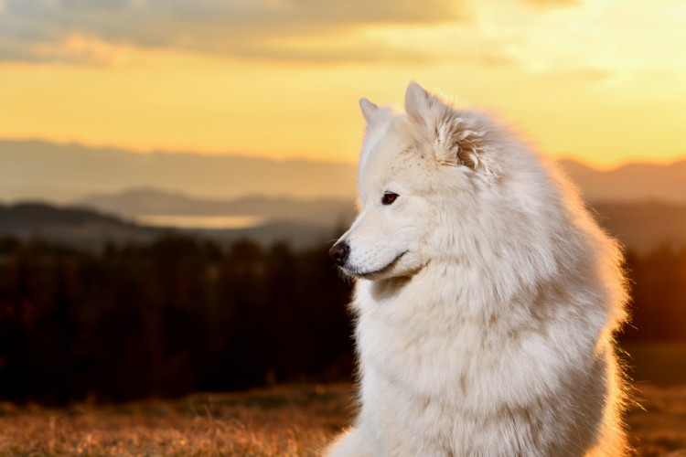 Samojed