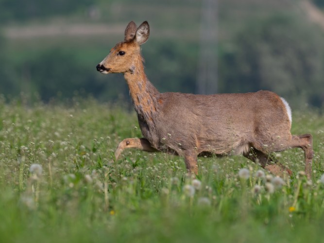 Srna lesná (Capreolus capreolus)