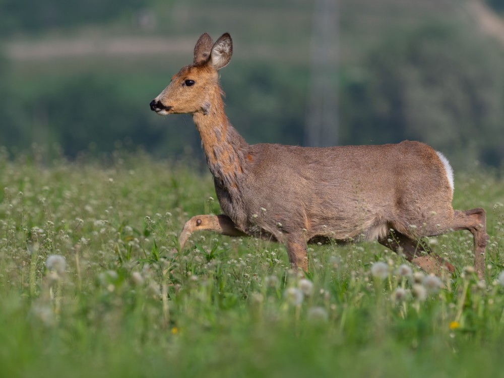 Srna lesná (Capreolus capreolus)