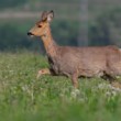 Srna lesná (Capreolus capreolus)