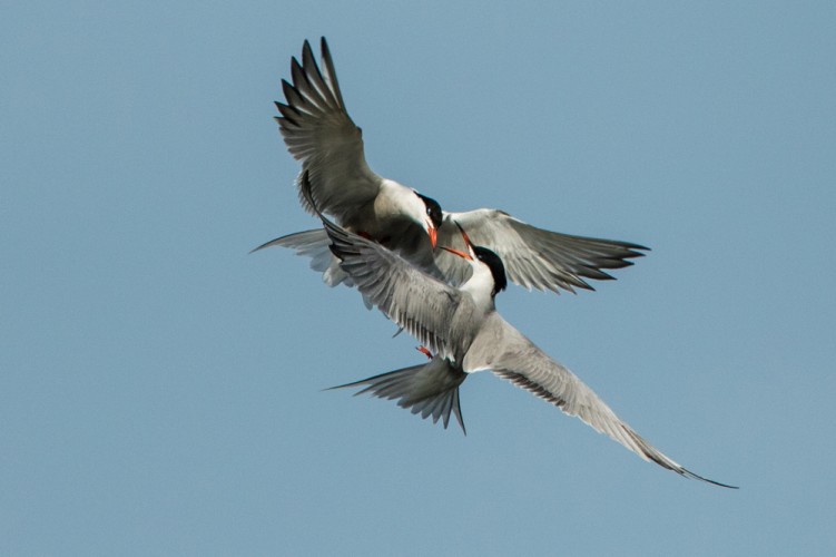 Rybák obecný (Sterna hirundo)