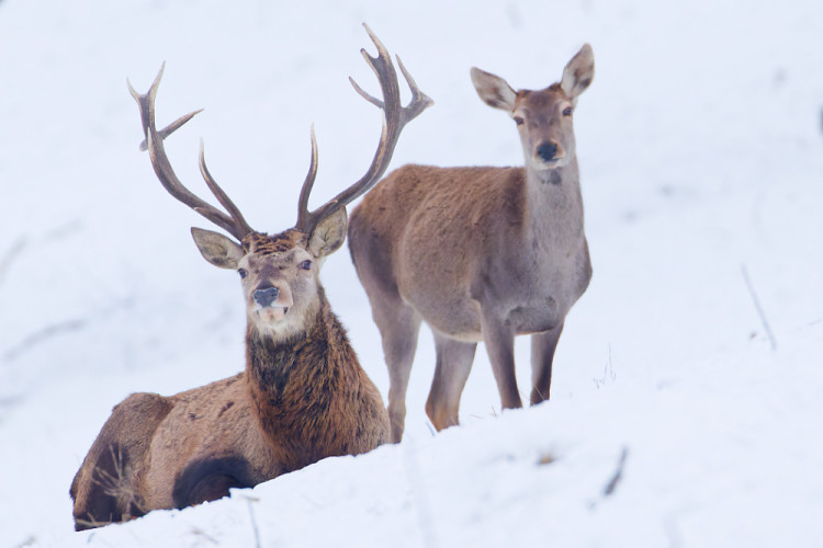 Dospelák a dospievajúci