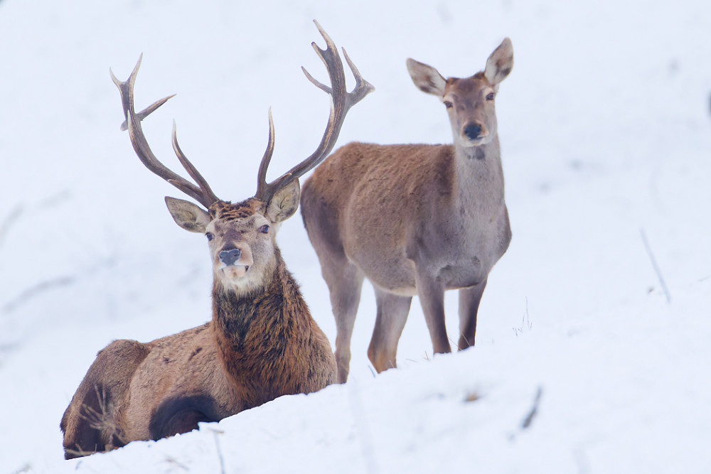 Dospelák a dospievajúci
