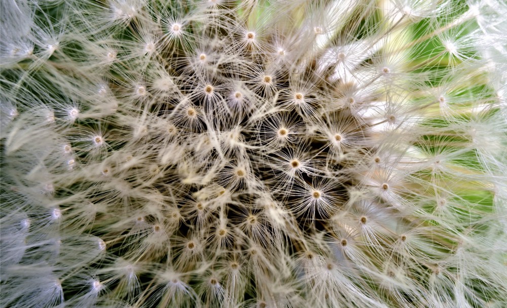 Taraxacum officinale