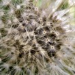Taraxacum officinale