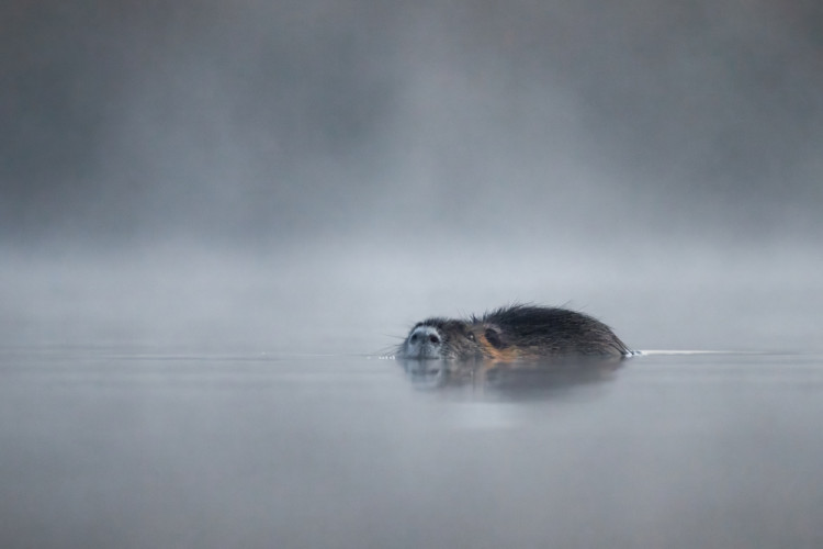Nutria v rannom opare