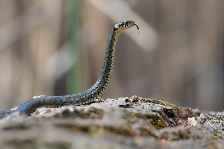 Užovka obojková, The grass snake (Natrix natrix)