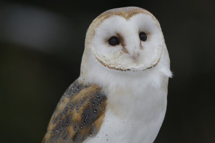 Tyto alba