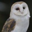 Tyto alba