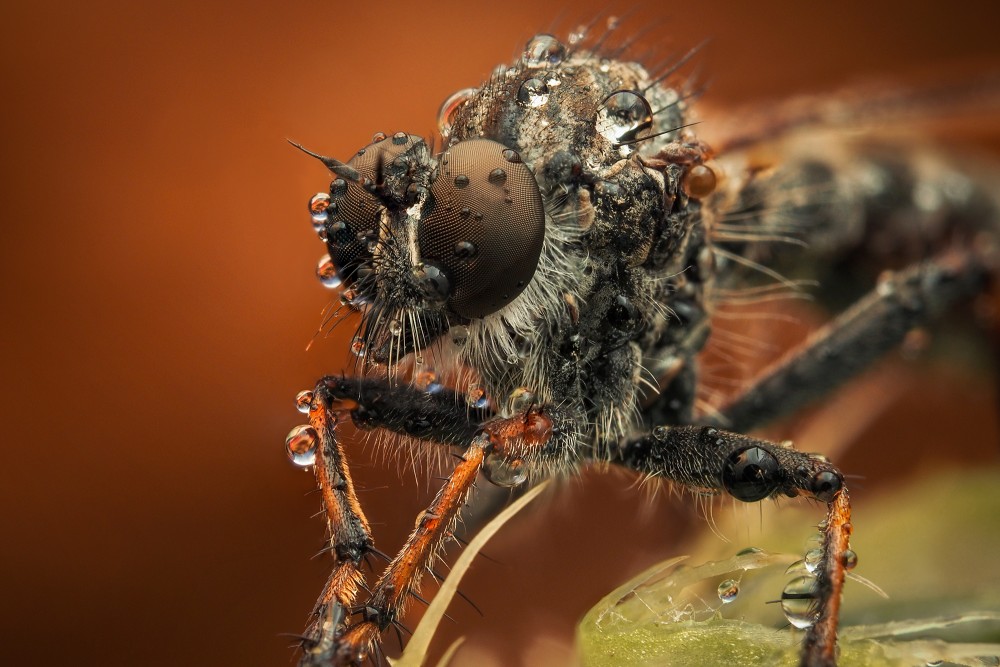 Leptogaster cylindrica