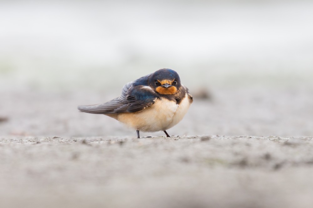 lastovička obyčajná (Hirundo rustica)