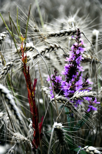 stratený v obilí III