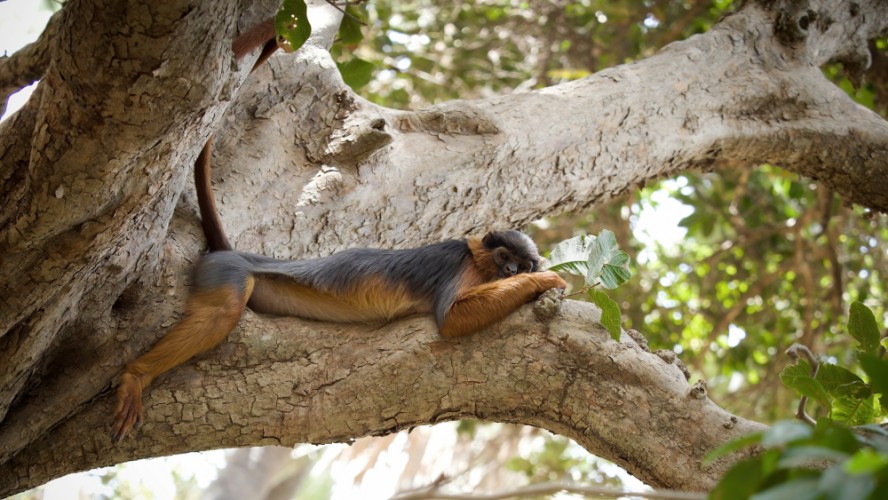 Gueréza červená, Gambia