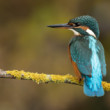 Rybárik riečny ( Alcedo atthis)