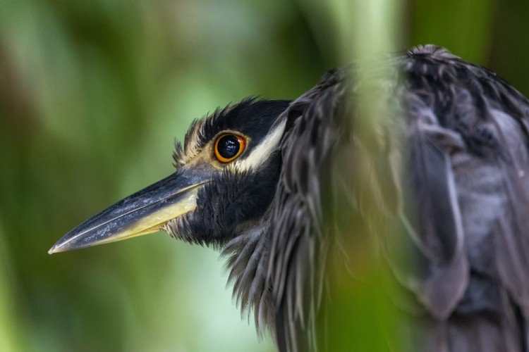 Kvakoš žltočelý (Nyctanassa violacea)