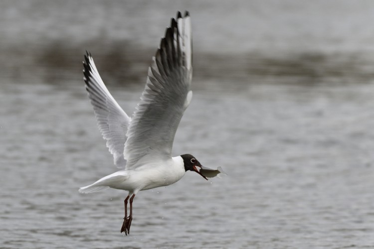 Chroicocephalus ridibundus