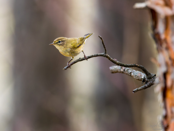Kolibiarik čipčavý