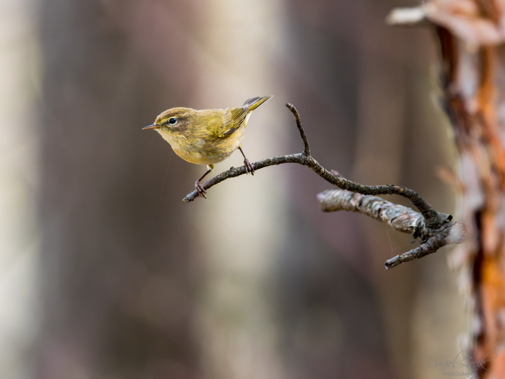 Kolibiarik čipčavý