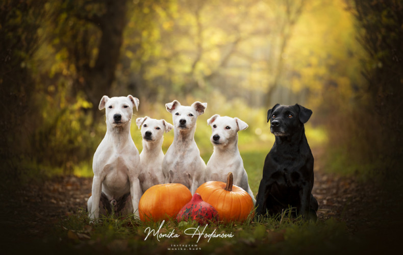 Patterdale terrier and Jack Russell.