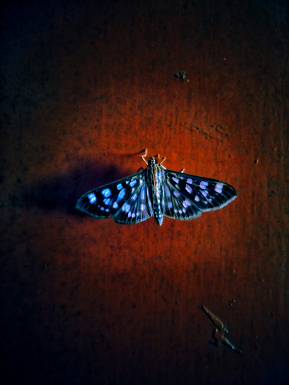 Avatar butterfly by oviul maruf