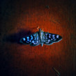 Avatar butterfly by oviul maruf