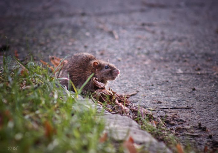 Sídliskový wildlife