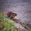 Sídliskový wildlife