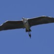 Ardea cinerea