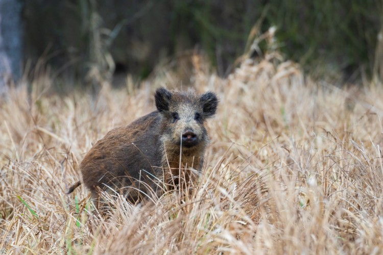 Diviak lesný (Sus scrofa)