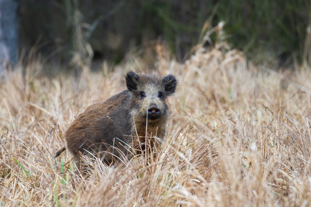 Diviak lesný (Sus scrofa)