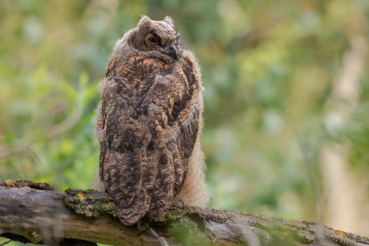 Výr skalný, The Eurasian eagle-owl (Bubo bubo)