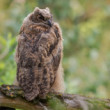 Výr skalný, The Eurasian eagle-owl (Bubo bubo)