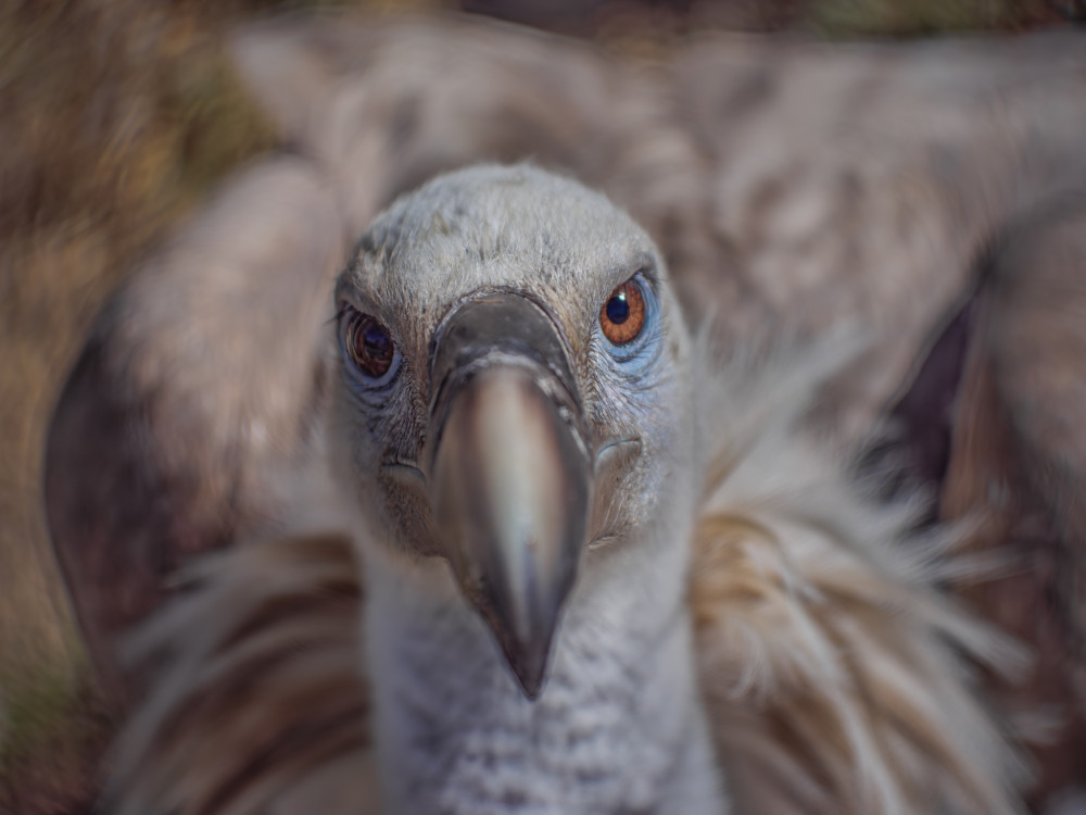 Sup bielohlavý (Gyps fulvus)