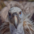 Sup bielohlavý (Gyps fulvus)